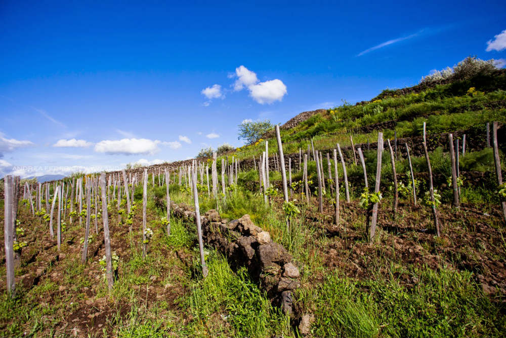 Milyen borokat iszik a világ 2015 őszén?