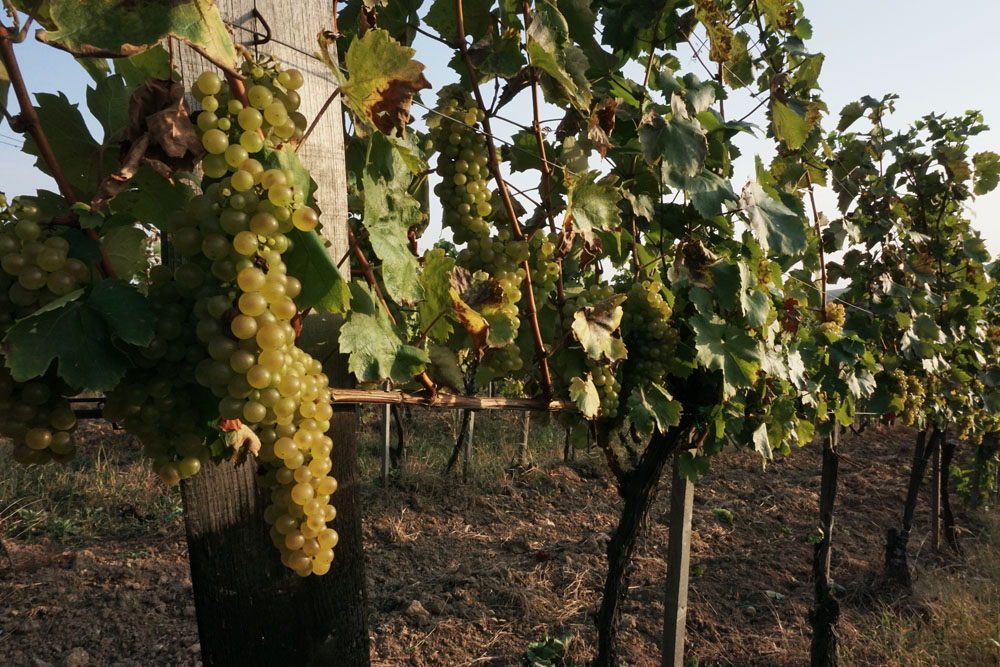 Végigjártuk Tokaj-Hegyalja legizgalmasabb túráit