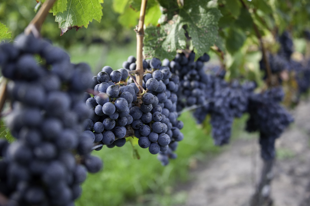 Villányból jöttem, mesterségem címere: cabernet franc