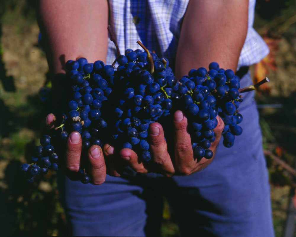 Villányból jöttem, mesterségem címere: cabernet franc