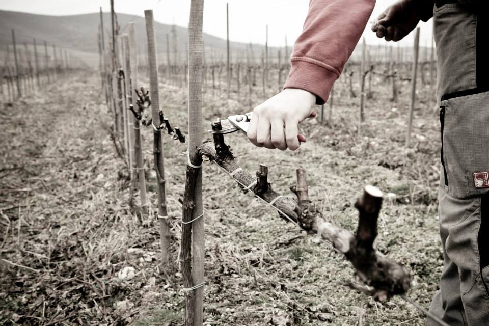 Egy vidék, ahol „kötelező” borral foglalkozni