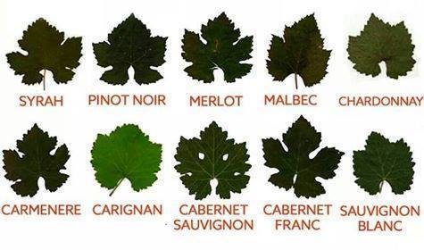 Tudod mi a különbség a pinot noir és a chardonnay levele között?