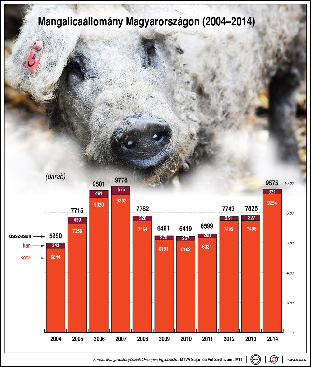 A magyar mangalica kanok az élet császárai