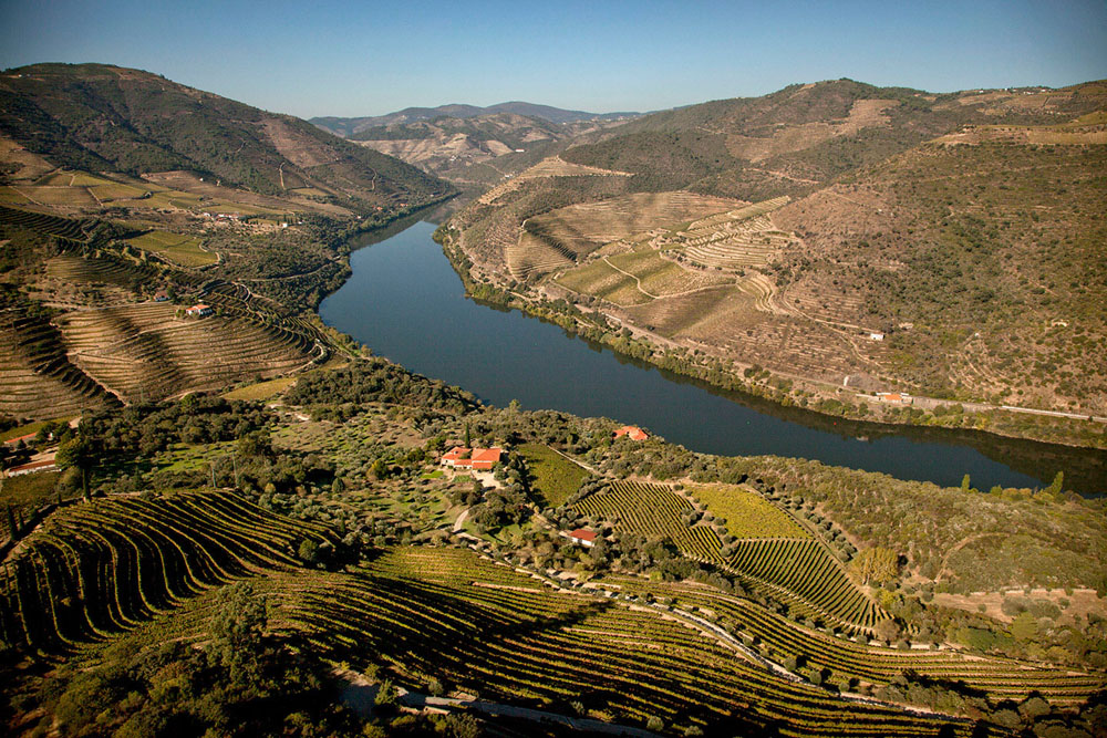 Szőlőfajták, amelyek meghatározzák a Douro jövőjét