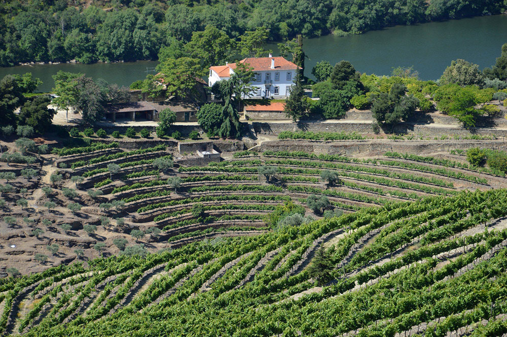 Szőlőfajták, amelyek meghatározzák a Douro jövőjét