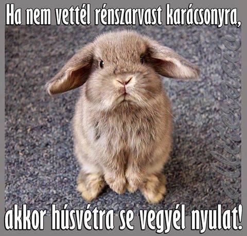 Ezt üzeni a húsvéti nyúl