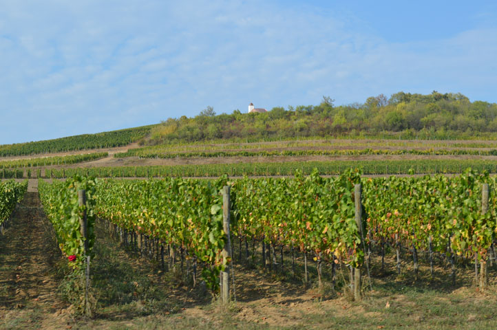 Tokaj jó hírét már Széchenyi is próbálta visszaállítani