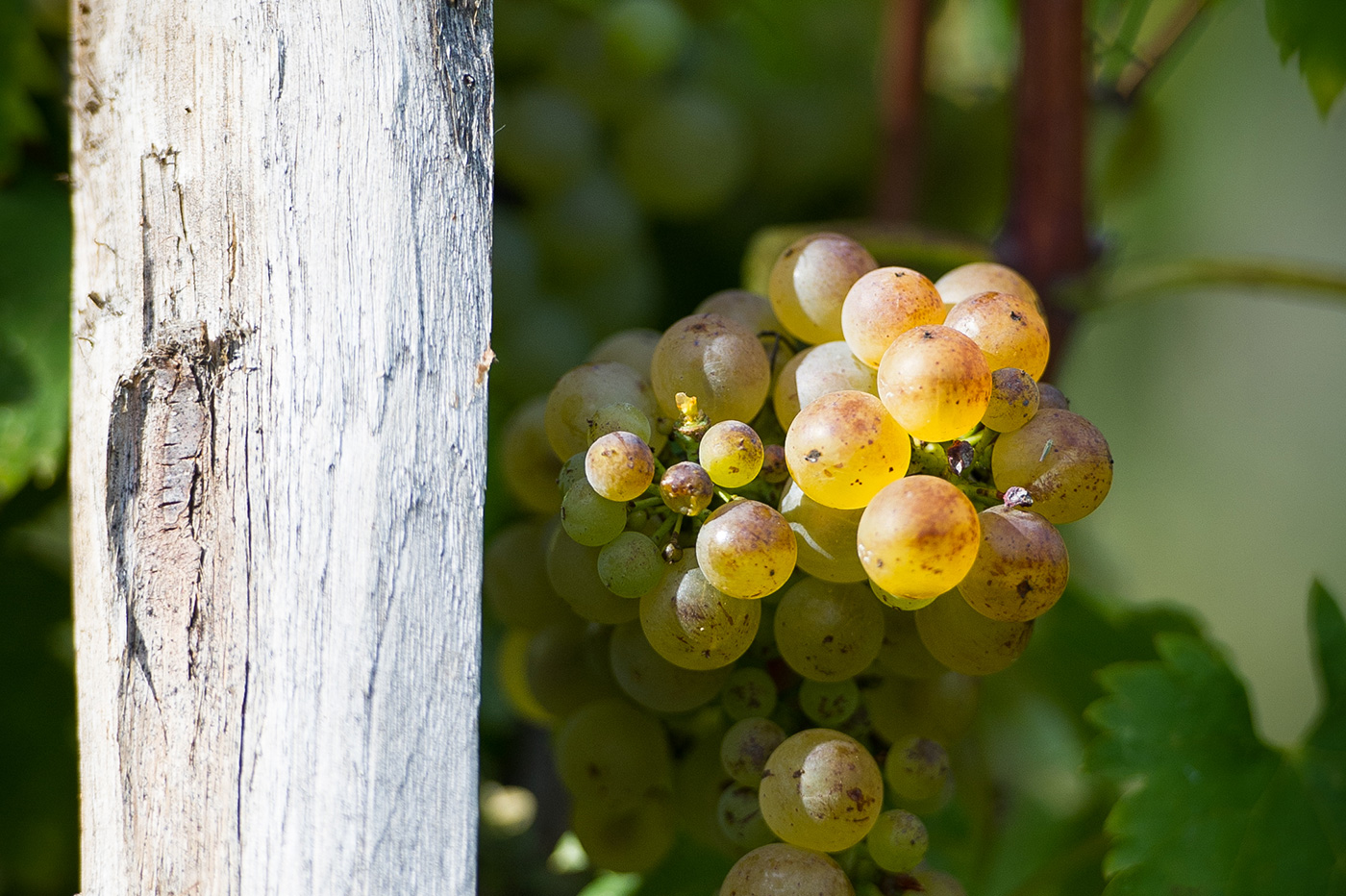 Milyen különbségek vannak a chardonnay és a viognier között?