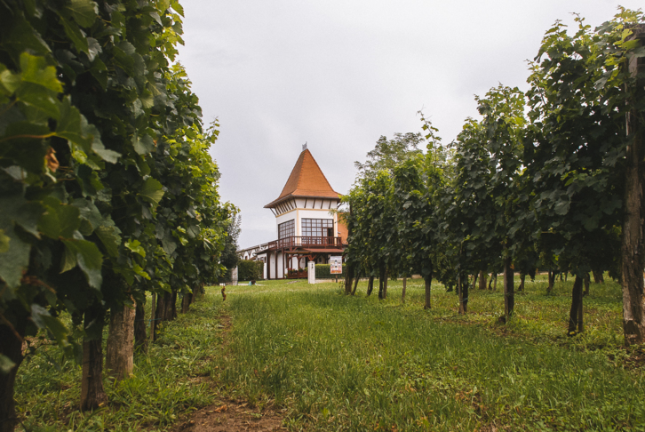 Balatonra, borvonattal?