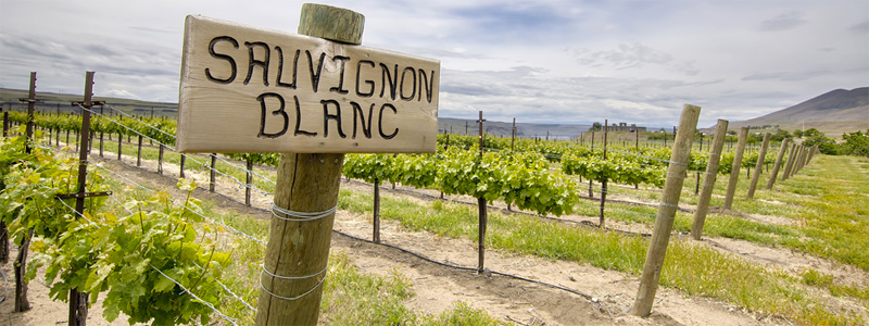Ma van a sauvignon blanc világnapja