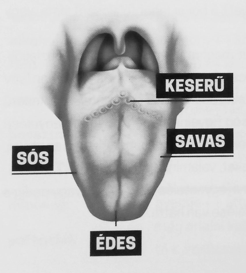 Óriási tévedés a nyelvtérkép?