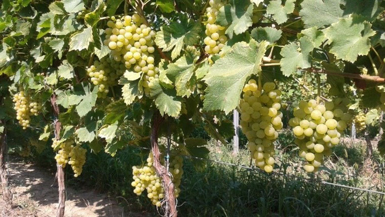 Erjed az első 2016-os bor a Garamvári Szőlőbirtokon