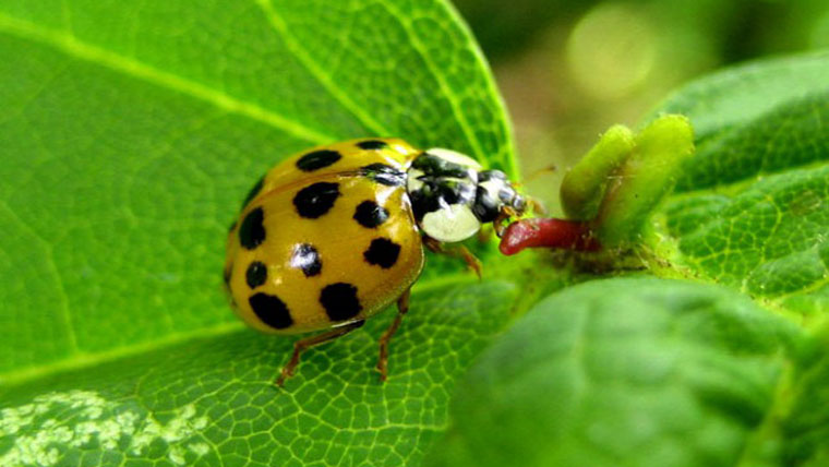 A szőlőt is felzabálja a harlekin katica