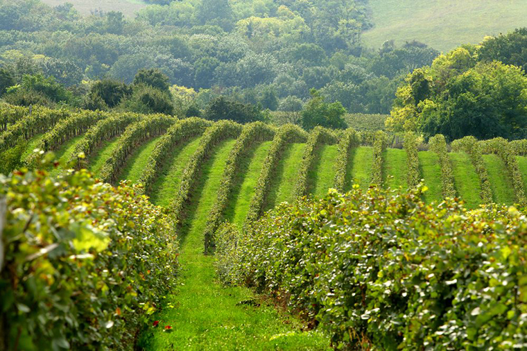 Idén Neszmélyen találták meg Magyarország legszebb szőlőbirtokát