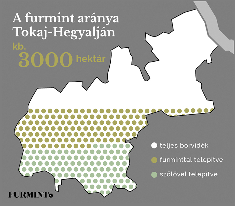 Tudj meg mindent a furmintról #1: A furmint Magyarországon