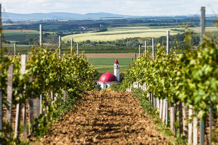 Szabó Hajnalka: Palackba zárt szóló szőlő, mosolygó alma és csengő barack