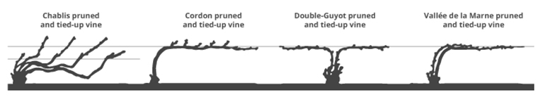 A metszés alapjai: mikor és miért van rá szükség és hogyan befolyásolja a bor minőségét?