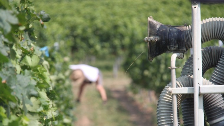Szőlőkabóca tavasszal: most kell résen lenni 