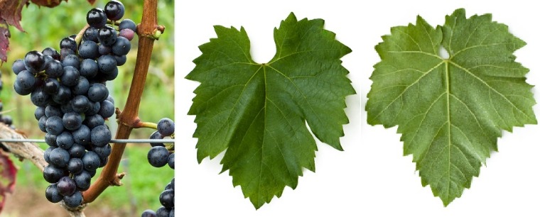 7 őshonos szőlőfajta a történelmi Magyarországról, amelyeket nem szabad elfelejteni
