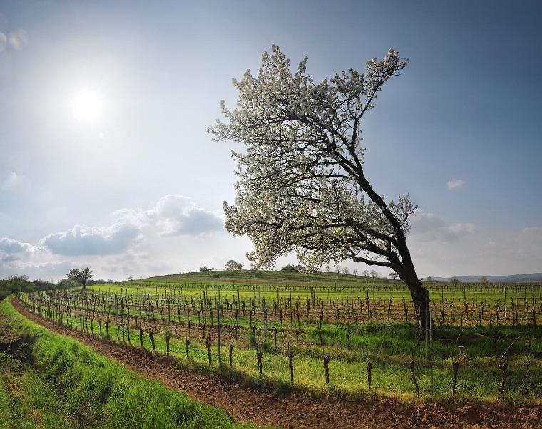 Ezért lett Burgenland a borrajongók egyik kedvence
