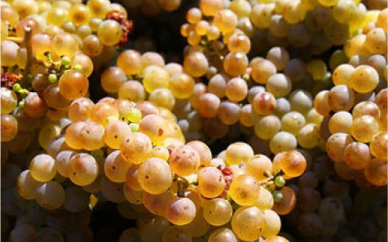 7 őshonos szőlőfajta a történelmi Magyarországról, amelyeket nem szabad elfelejteni