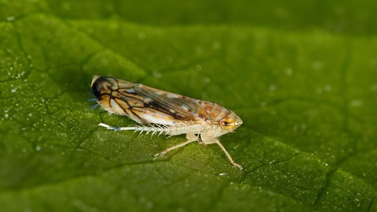 Szőlőkabóca tavasszal: most kell résen lenni 
