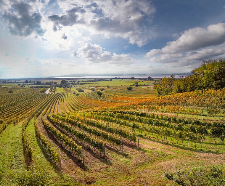 Ezért lett Burgenland a borrajongók egyik kedvence
