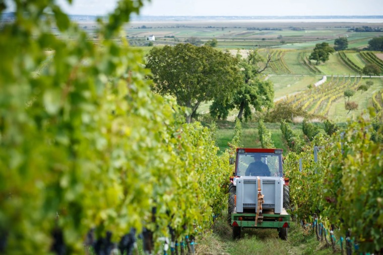 Ezért lett Burgenland a borrajongók egyik kedvence
