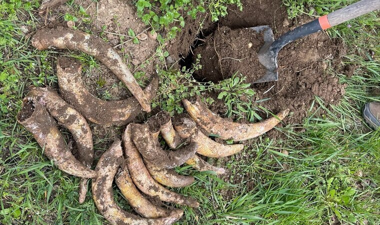 Bio, organikus, biodinamikus, natúr, vegán – tudod mi a különbség?