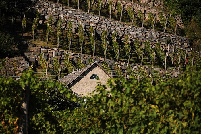 “Ha egy bor egyszerre egyedi és kiemelkedő minőségű, az a siker kulcsa lehet. A Somló hegyen mi ezt az utat választottuk” (X)