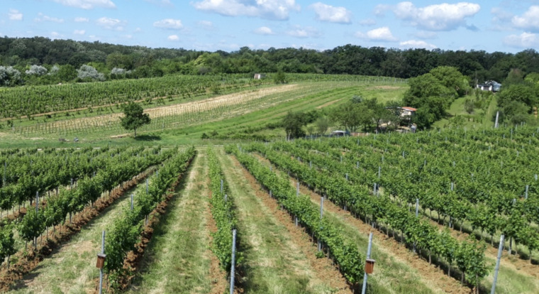 Borvidékeink legszebb furmintjai