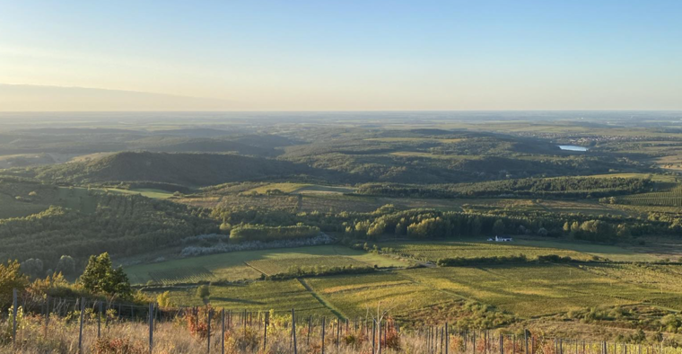 Borvidékeink legszebb furmintjai