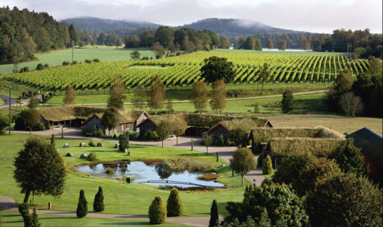 Klímára hangolva – a Nap szőlője: a solaris
