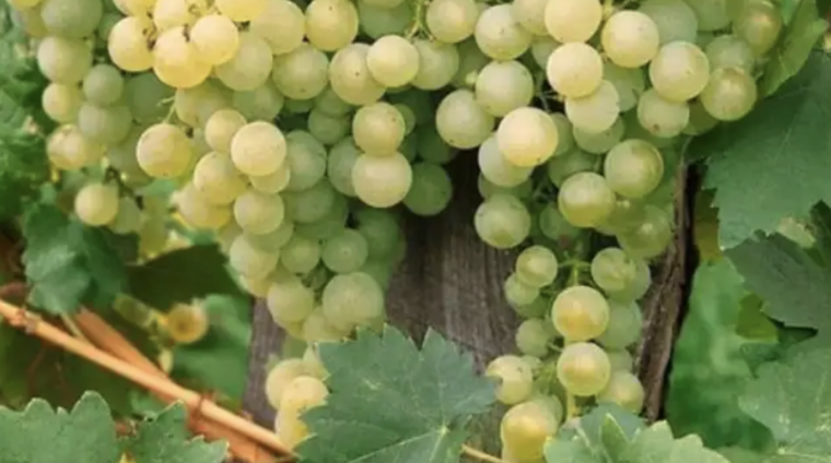 Klímára hangolva – a Nap szőlője: a solaris