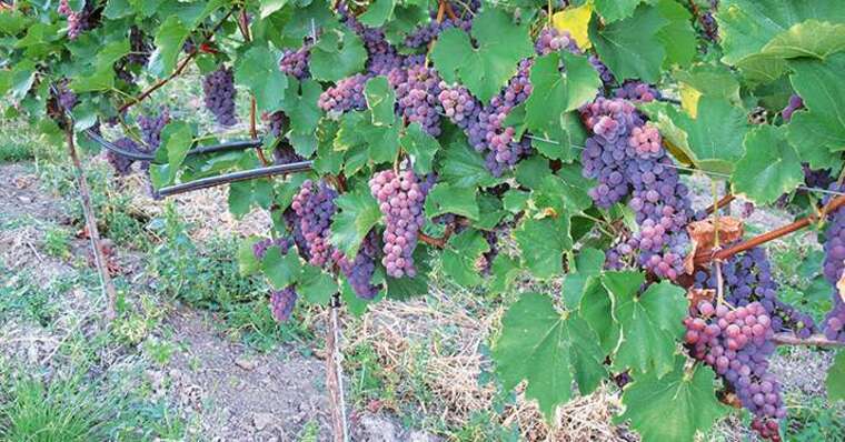 Klímára hangolva – Milyen szőlők lesznek a túlélők Európában?