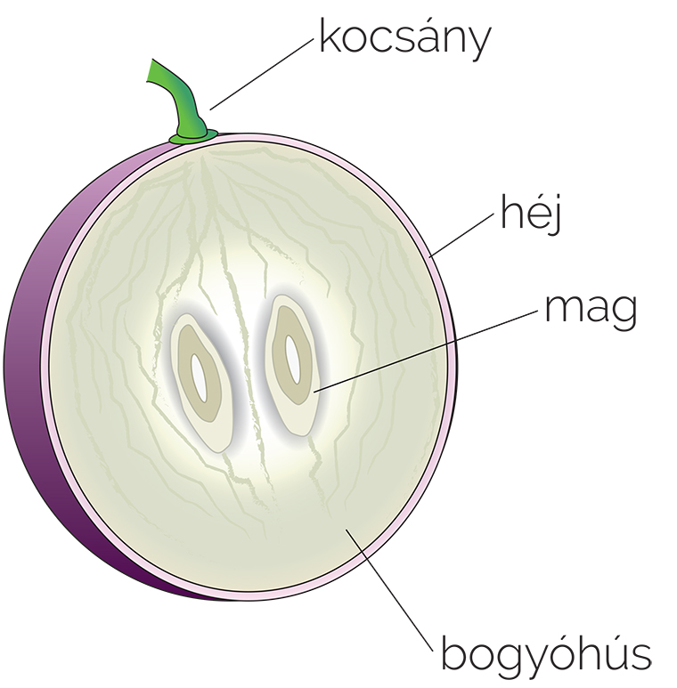 Mit tudsz a szőlőről? - Kezdjük az alapoktól! 