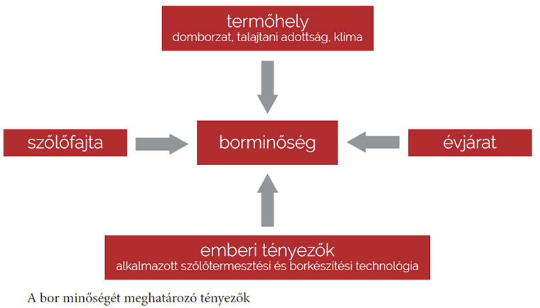 A bor minőségét befolyásoló tényezők