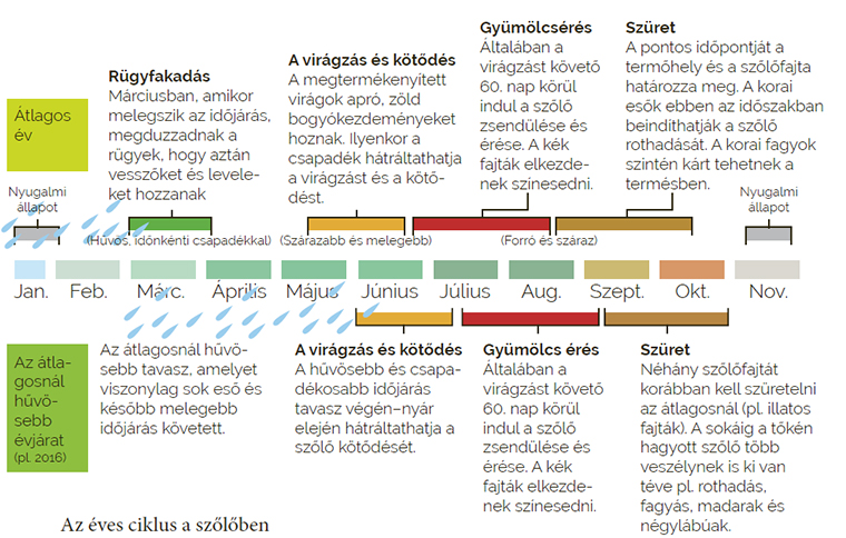 Az éves ciklus a szőlőben