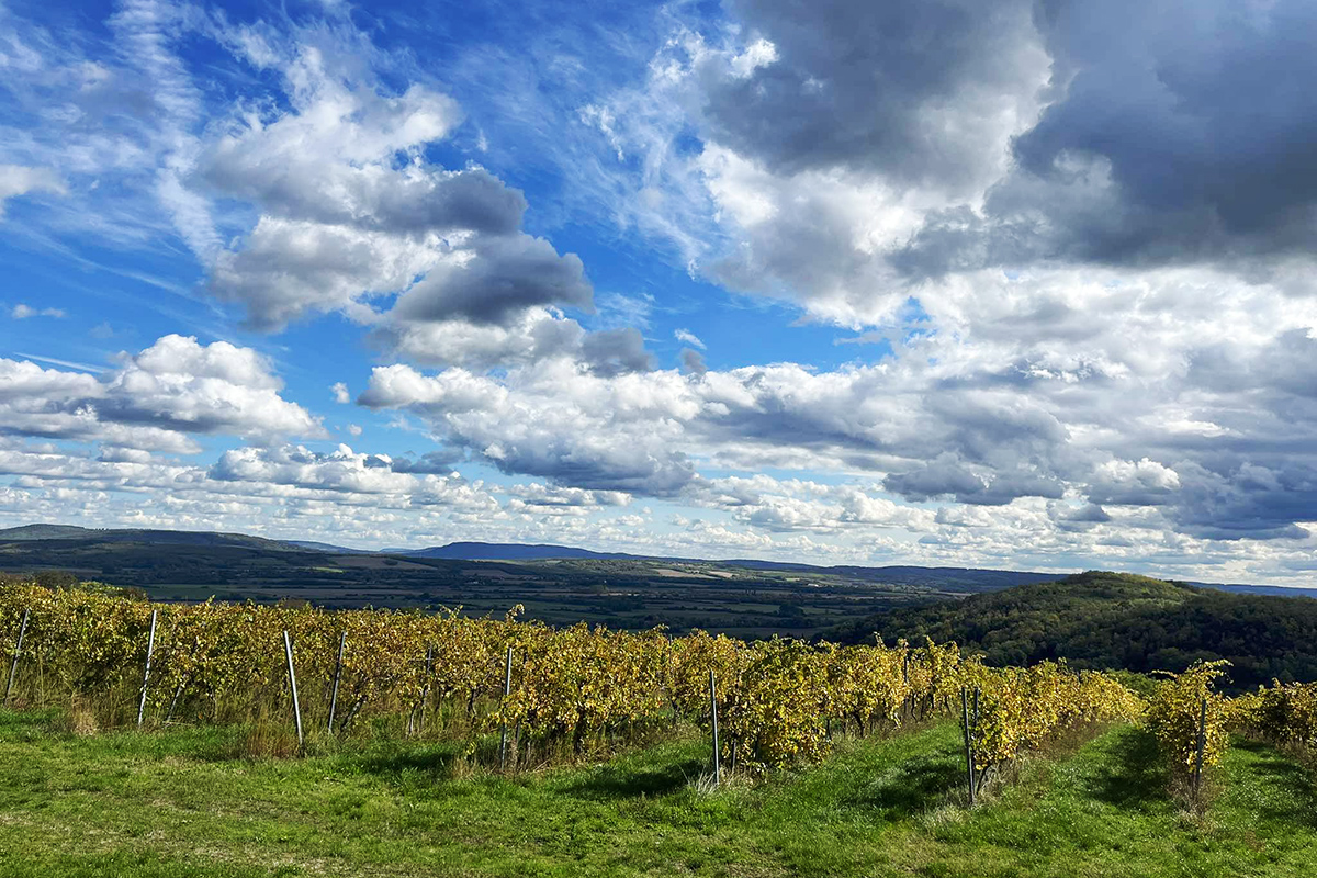 A tél dönthet a magyar bor jövőjéről?