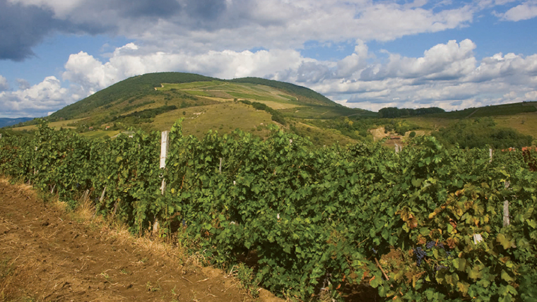 Őshonos fehérszőlőfajták Magyarországon: az ezerjó, a kéknyelű és a leánykák