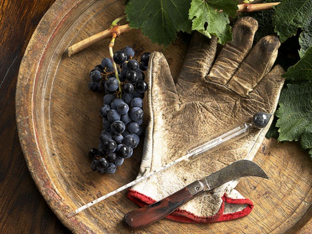 Jelentkezz Franciaországba borászati szakmai gyakorlatra!