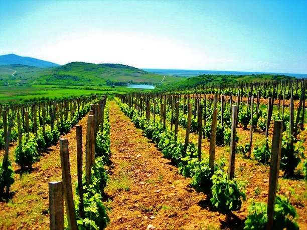 Bizakodnak a szőlőtelepítők, fejlesztik a Tokaj-hegyaljai szőlőfajtákat