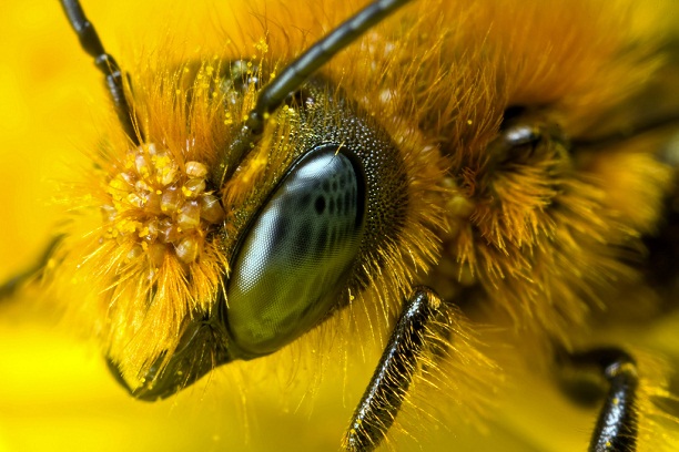 A méhek miatt lesz kevesebb pálinka idén?