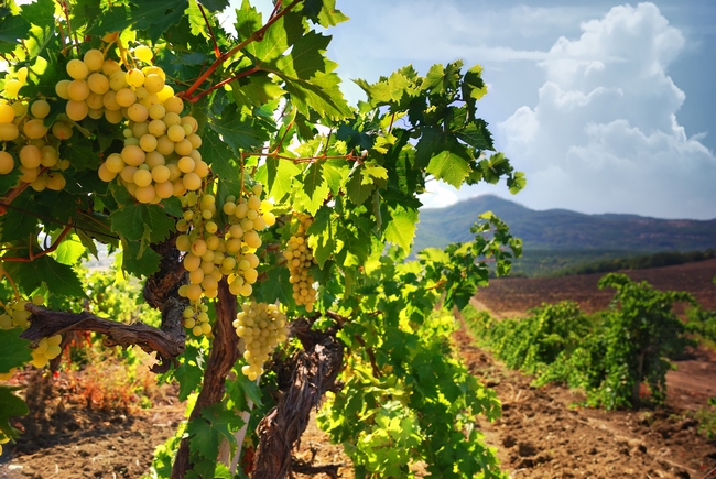 Az MVH megkezdte a szőlőültetvény szerkezetátalakítási támogatások kifizetését