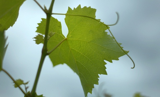 Szőlőtermesztés metszés nélkül?