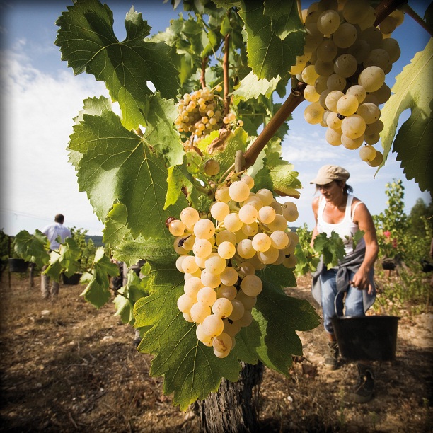 Jó szüretet remélnek Tokaj-Hegyalján