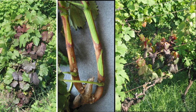 A tél dönthet a magyar bor jövőjéről?