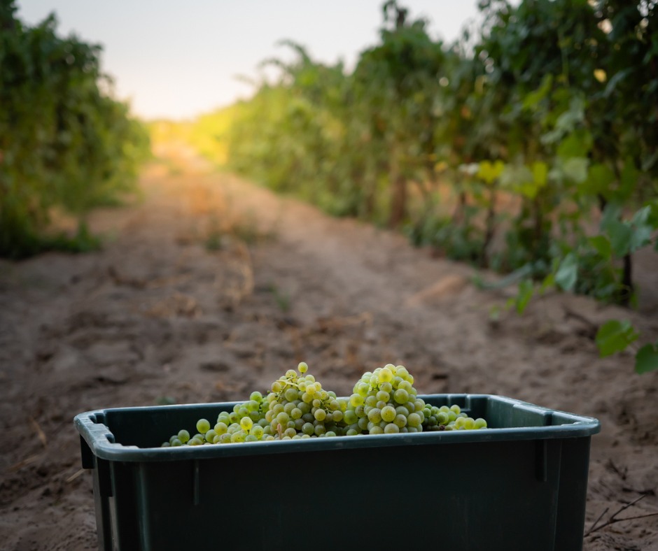 A tél dönthet a magyar bor jövőjéről?