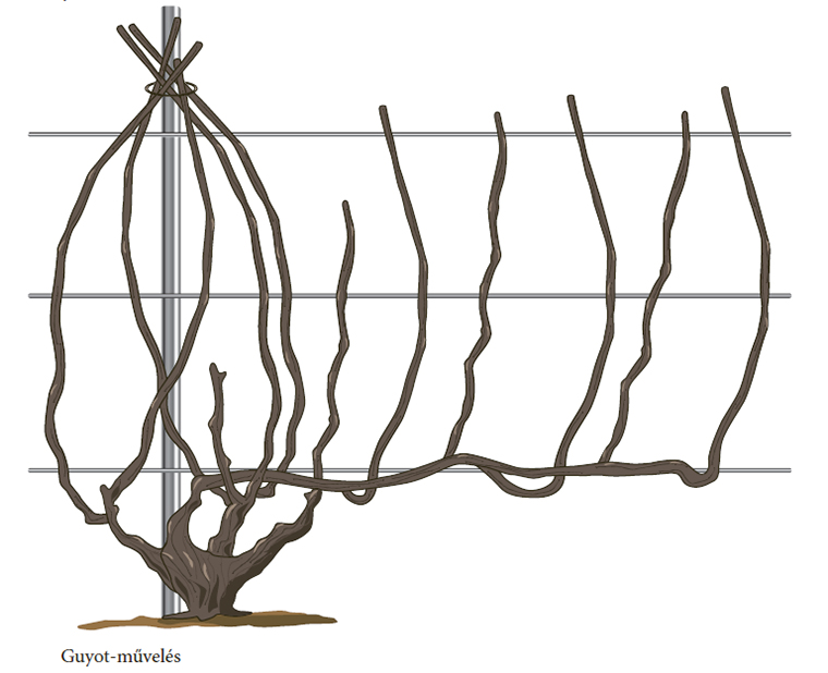 Szőlőművelési kisokos 2: a művelésmódok