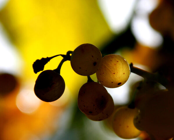 Őshonos fehérszőlőfajták Magyarországon 2. rész - A hárslevelű és a juhfark